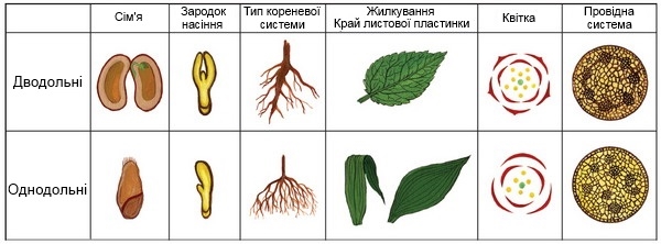 Класи покритонасінних рослин — урок. Біологія, 6 клас.